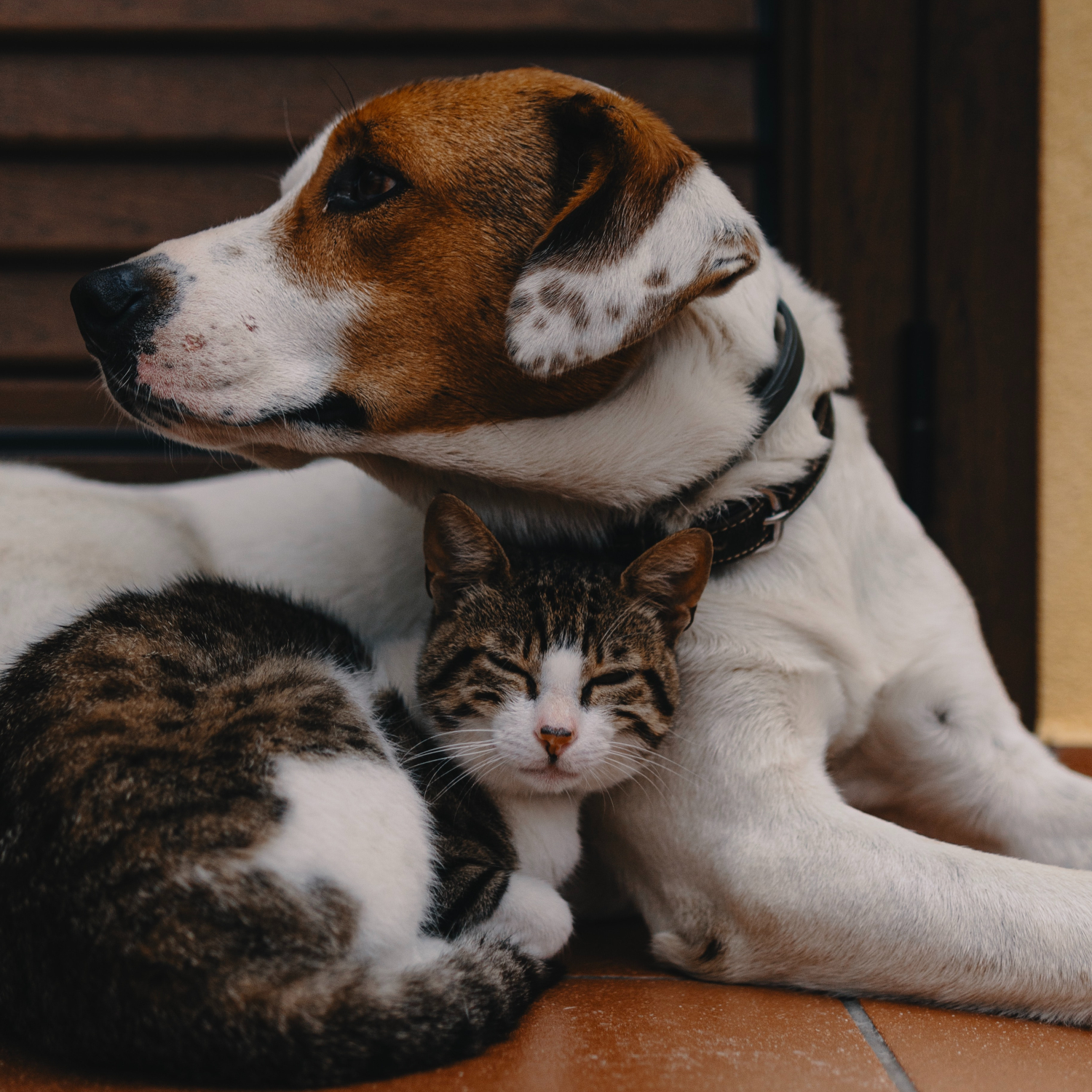 End-of-Life Care For Beloved Pets: A Guide To Comfort And Dignity